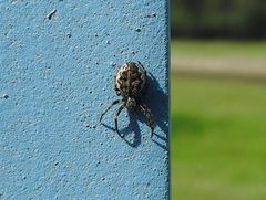 Nuctenea silvicultrix