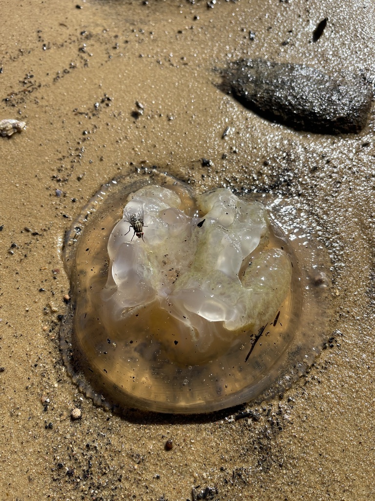 Blue Blubber Jelly From Hudson Pde, Sydney, NSW, AU On May 05, 2023 At ...