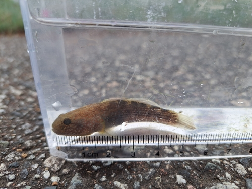 Dusky tripletooth goby (Tridentiger obscurus) — Gobiidae — 2