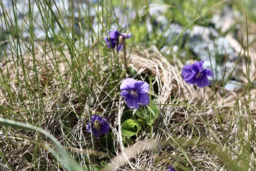 Viola grayi iNat (2)