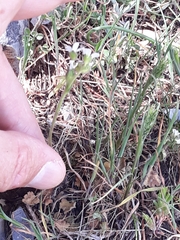 Saxifraga carpetana image