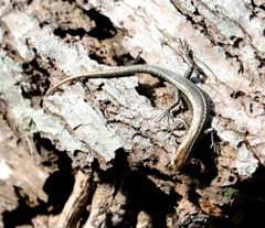 Cryptoblepharus poecilopleurus