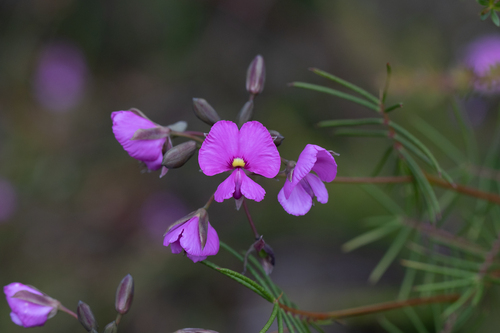 Gompholobium venustum R.Br.