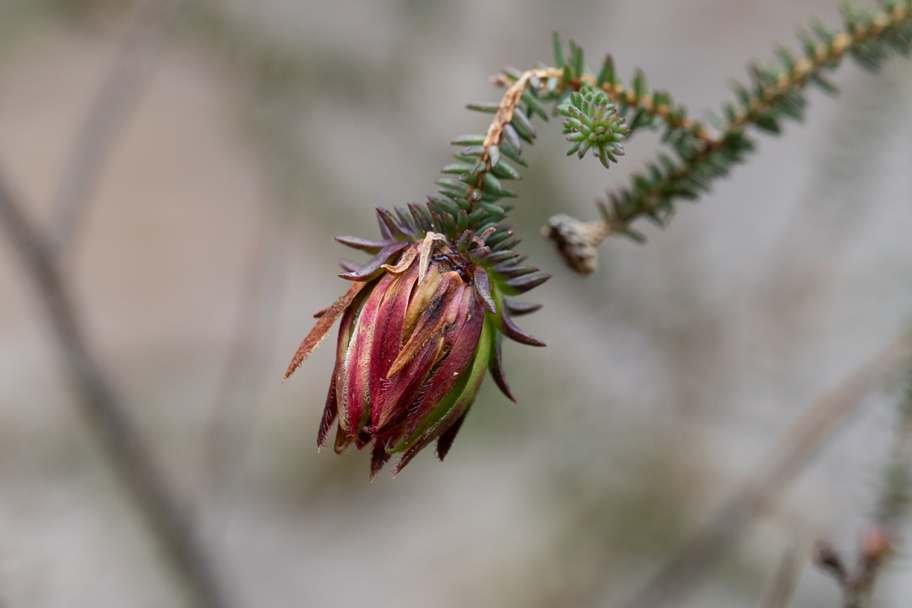 Darwinia oederoides