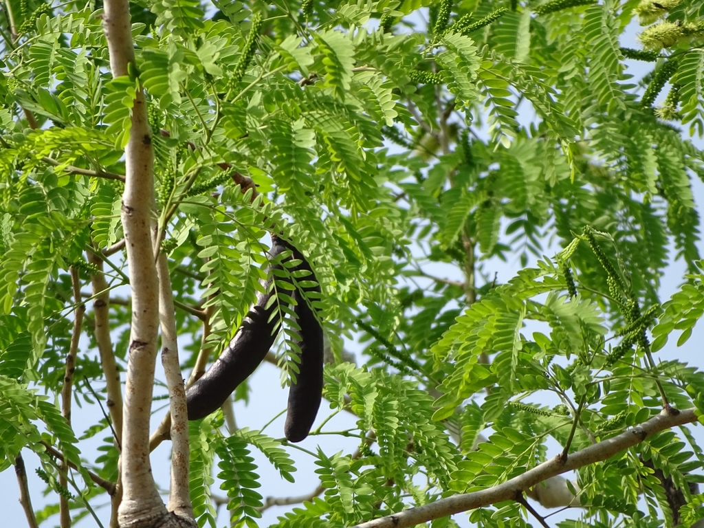 Prosopis africana (Guill. & Perr.) Taub.