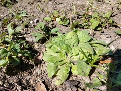 Nama jamaicensis, photograph Cleveland Powell, CC BY, iNaturalist via GBIF