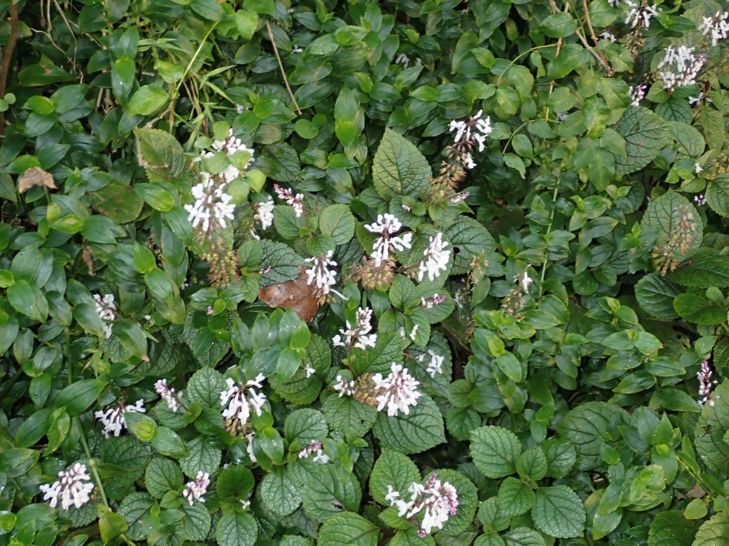 Speckled spurflower from Waikanae, New Zealand on May 01, 2023 at 0729 AM by Tony Wills