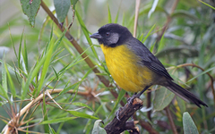 Santa Marta Brush-Finch photo 2