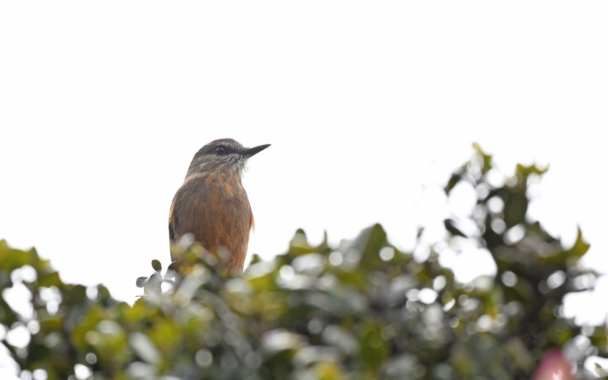 Santa Marta Bush Tyrant (Myiotheretes pernix), photo 1