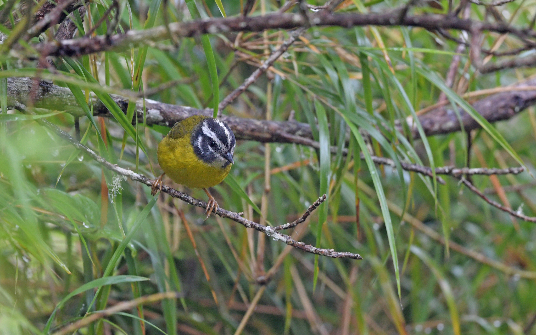 Santa Marta Warbler illustration