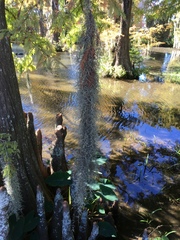 Tillandsia usneoides