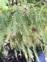 Taxodium distichum