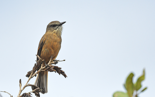 Santa Marta Bush Tyrant (Myiotheretes pernix), photo 2
