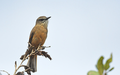 Santa Marta Bush-Tyrant photo 1