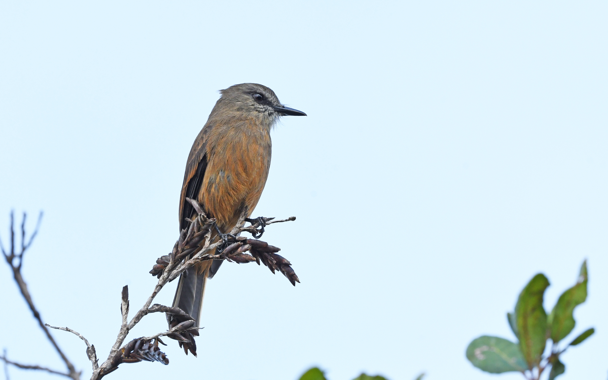 Santa Marta Bush Tyrant (Myiotheretes pernix), photo 7