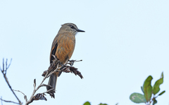 Santa Marta Bush-Tyrant photo 2