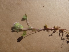 Trifolium microcephalum