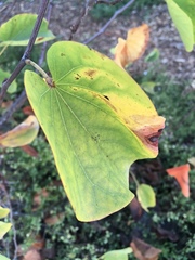 Cercis occidentalis