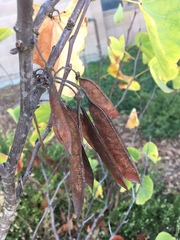 Cercis occidentalis