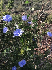 Jacquemontia abutiloides