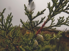 Juniperus monticola monticola