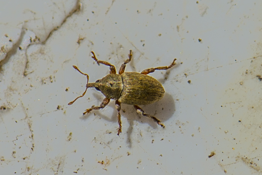 Tychius junceus