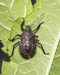 Halyomorpha picus