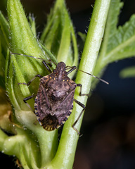 Halyomorpha picus