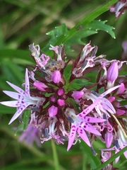 Lobelia jasionoides