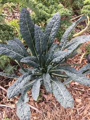 Brassica oleracea acephala