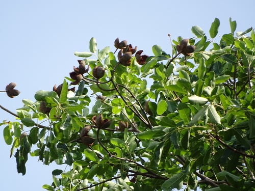 African mahogany