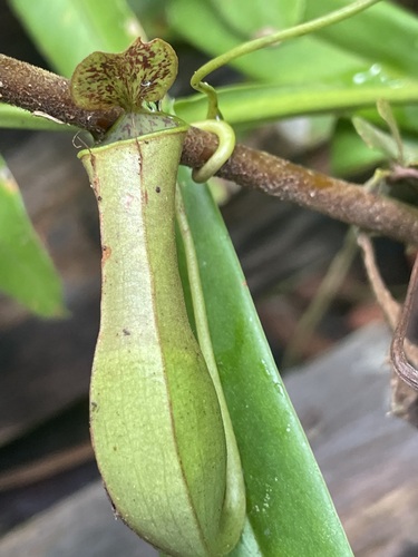 Slender Pitcher-Plant