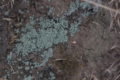 Leprocaulon americanum