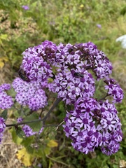 Pericallis papyracea image