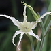Wild Gladiolus - Photo (c) tangatawhenua, some rights reserved (CC BY-NC), uploaded by tangatawhenua
