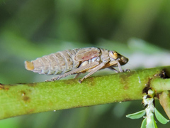 Homalodisca ichthyocephala