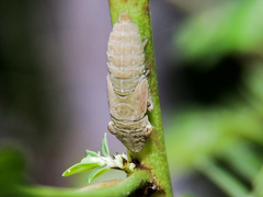 Homalodisca ichthyocephala