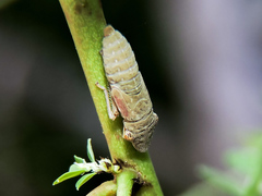 Homalodisca ichthyocephala