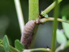 Homalodisca ichthyocephala