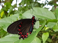 Parides montezuma