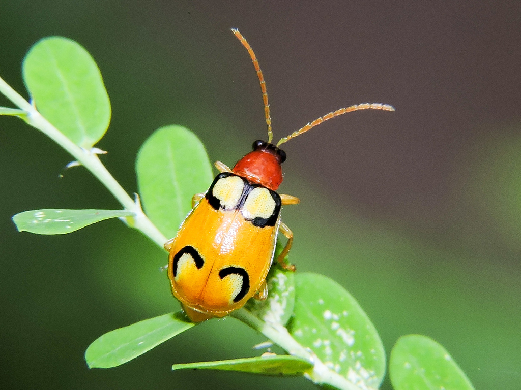 Diabrotica circulata