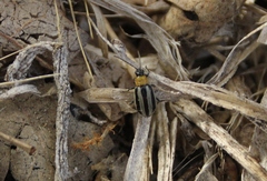 Acalymma trivittatum