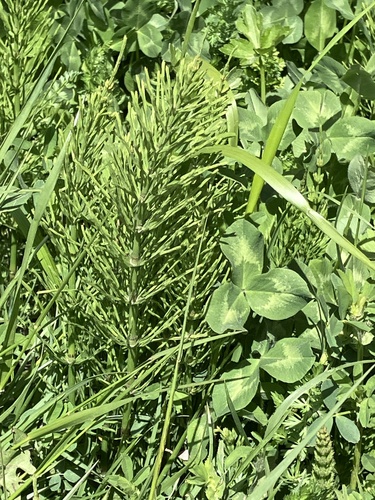 field horsetail