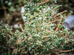 Heliotropium hirsutissimum