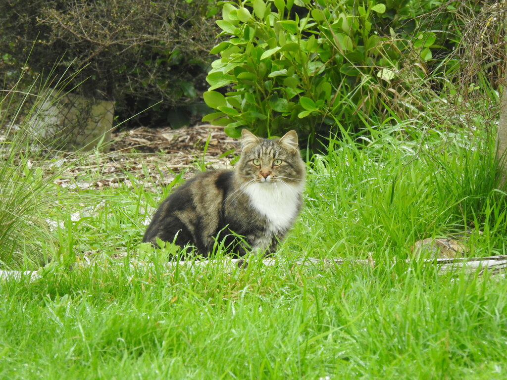 Domestic Cat from Burwood, Christchurch, New Zealand on May 5, 2023 at ...