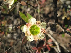 Leptospermum macrocarpum