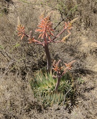 Aristaloe aristata