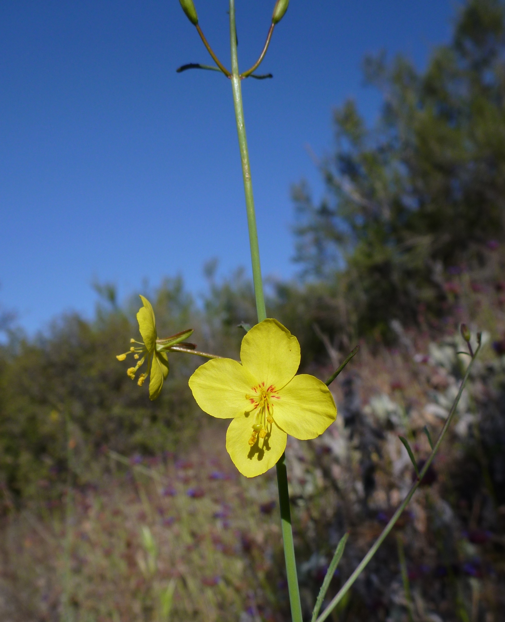 Eulobus californicus