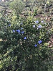 Jacquemontia abutiloides