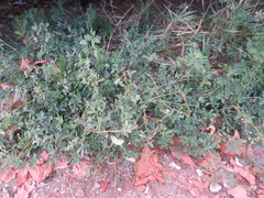 Melilotus albus